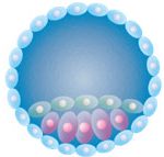 icon-embryo-status