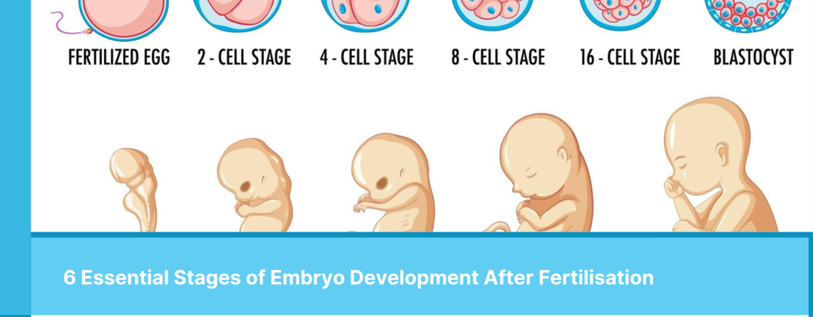 6 Essential Stages of Embryo Development After Fertilisation - alpha ivf