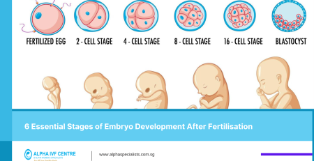 6 Essential Stages of Embryo Development After Fertilisation - alpha ivf