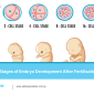 6 Essential Stages of Embryo Development After Fertilisation - alpha ivf