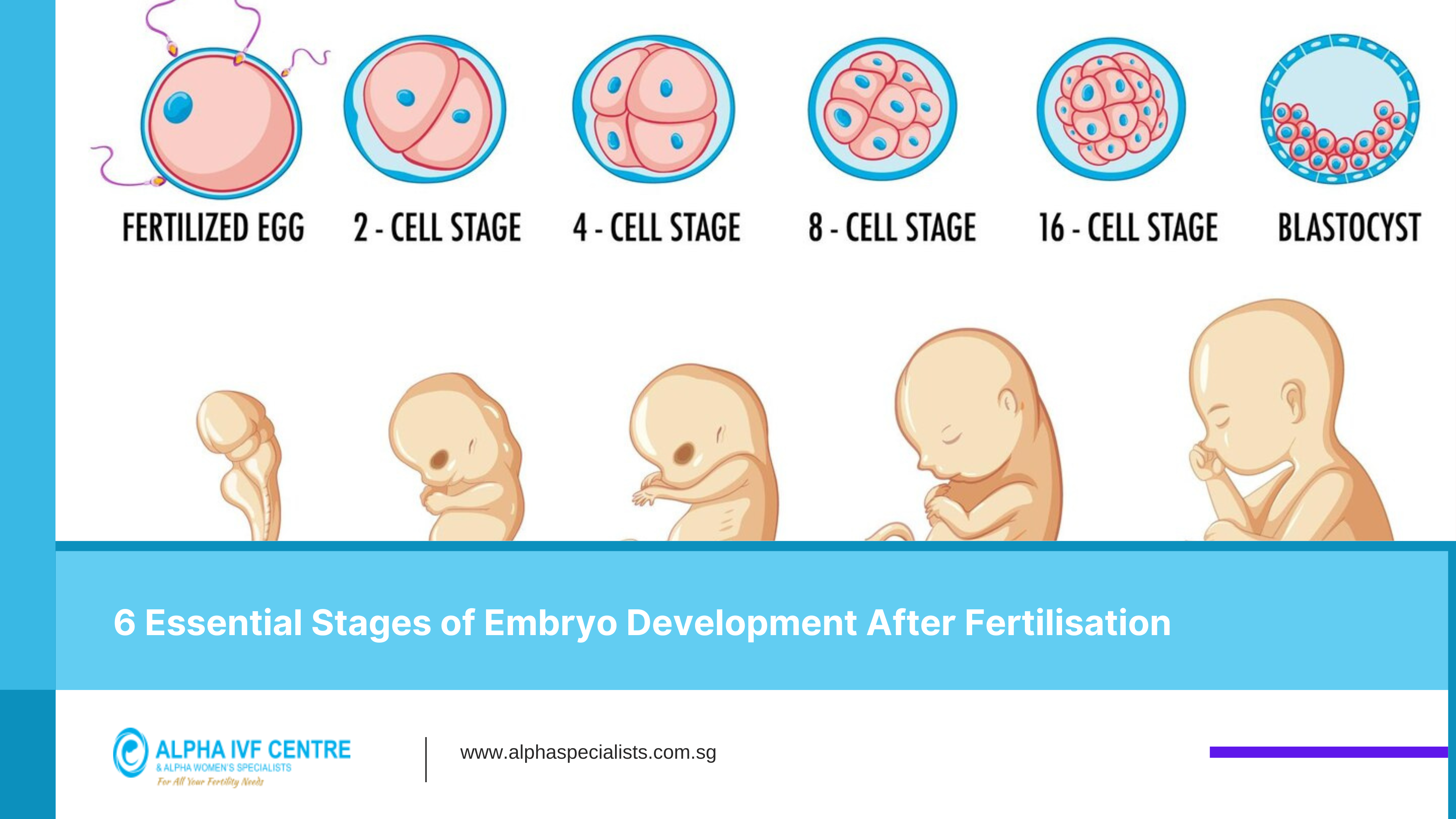 6 Essential Stages of Embryo Development After Fertilisation - alpha ivf
